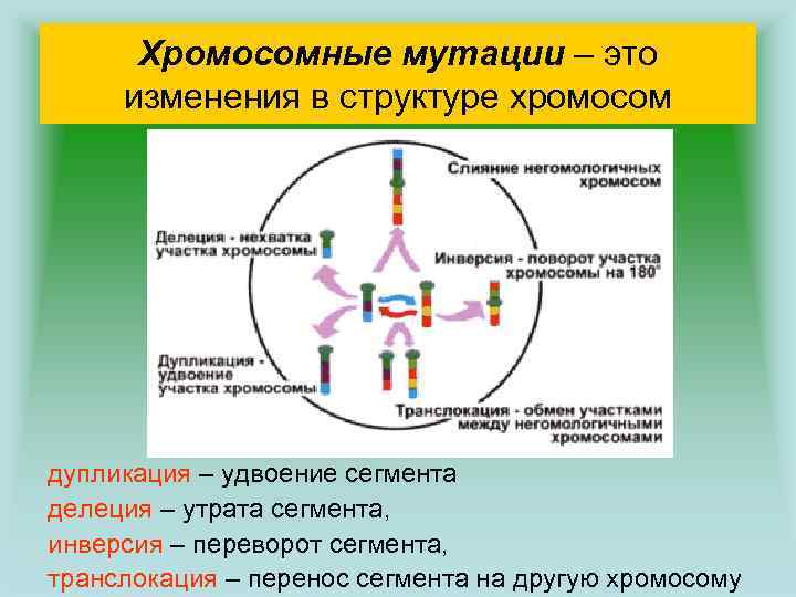 Хромосомные мутации схема