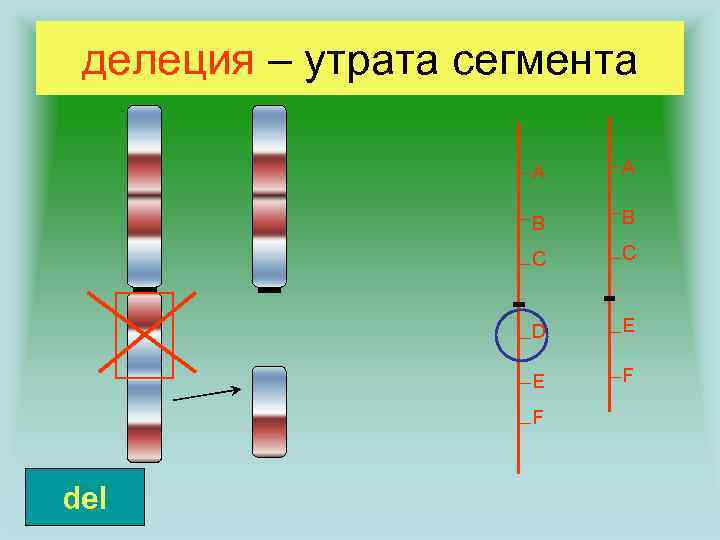 делеция – утрата сегмента A A B B C C D E E F