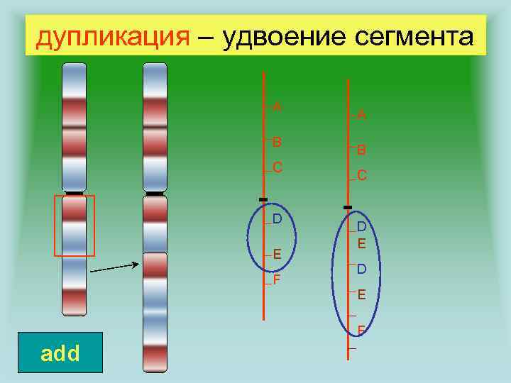 дупликация – удвоение сегмента A B C D E F add 