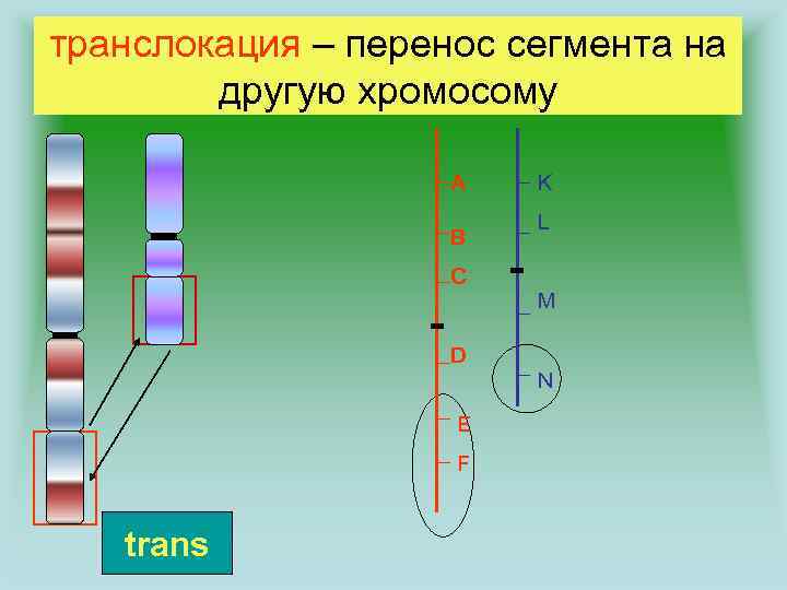 транслокация – перенос сегмента на другую хромосому A B C K L M D
