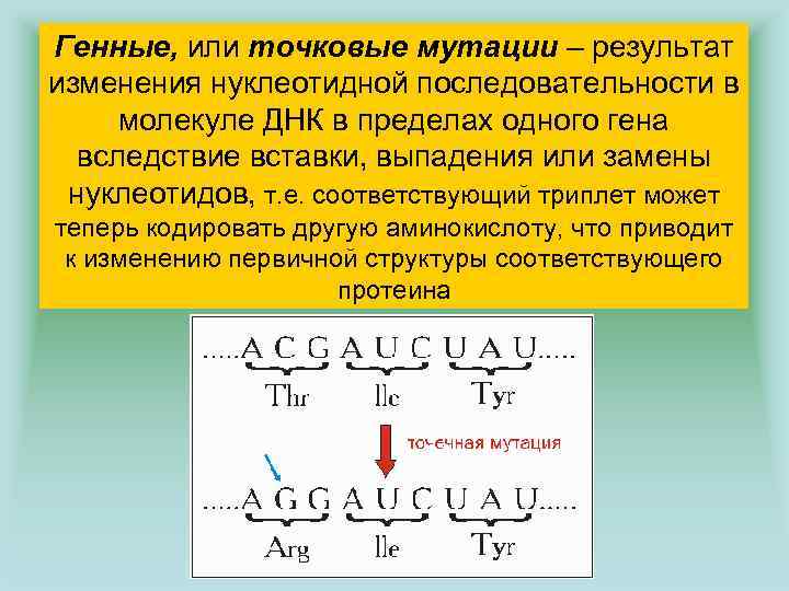 Генные, или точковые мутации – результат изменения нуклеотидной последовательности в молекуле ДНК в пределах