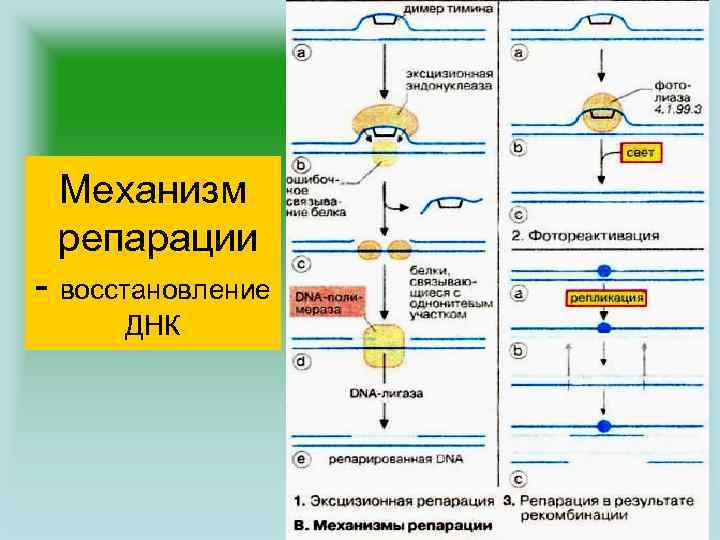 Механизм репарации - восстановление ДНК 