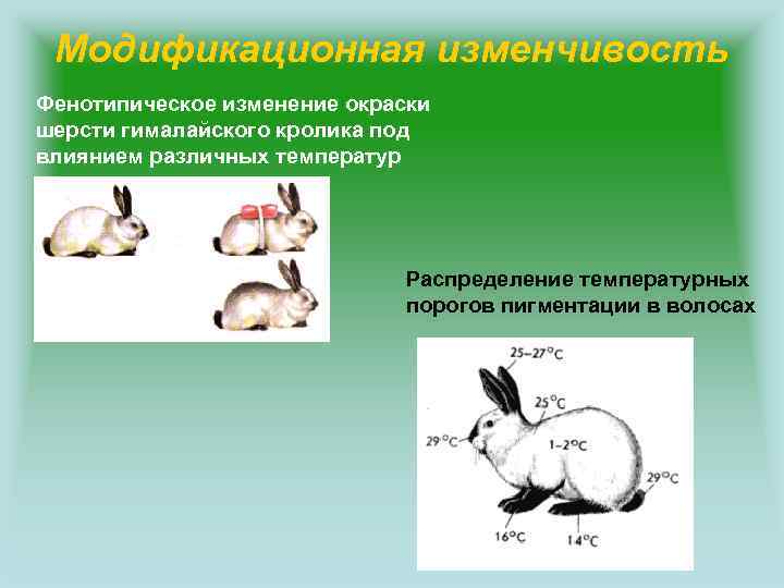 Фенотипическая изменчивость презентация 9 класс биология