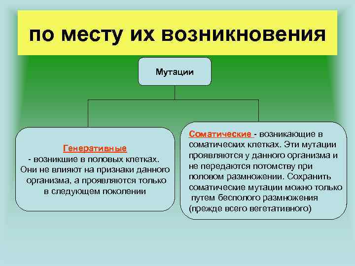 Соматические клетки организма