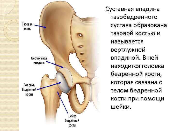 Суставная впадина тазобедренного сустава образована тазовой костью и называется вертлужной впадиной. В ней находится