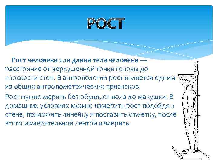 РОСТ Рост человека или длина тела человека — расстояние от верхушечной точки головы до