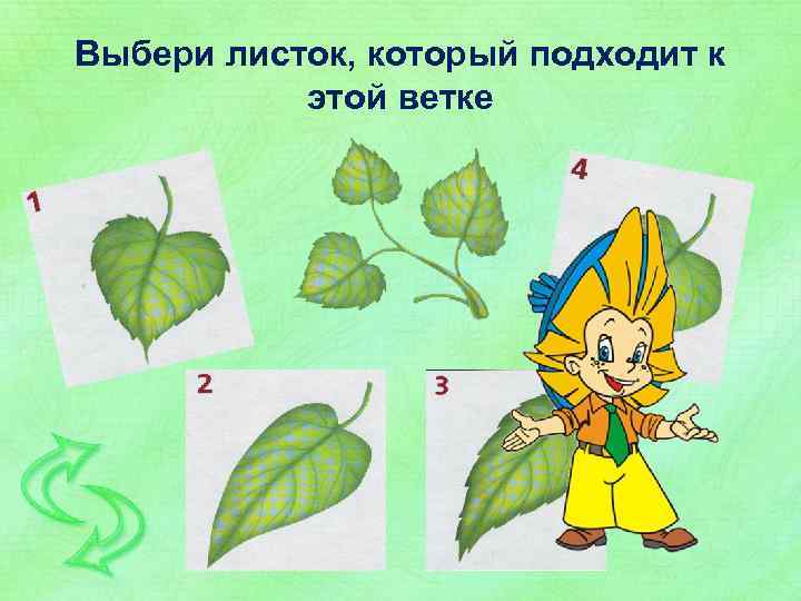 Выбери листок, который подходит к этой ветке 