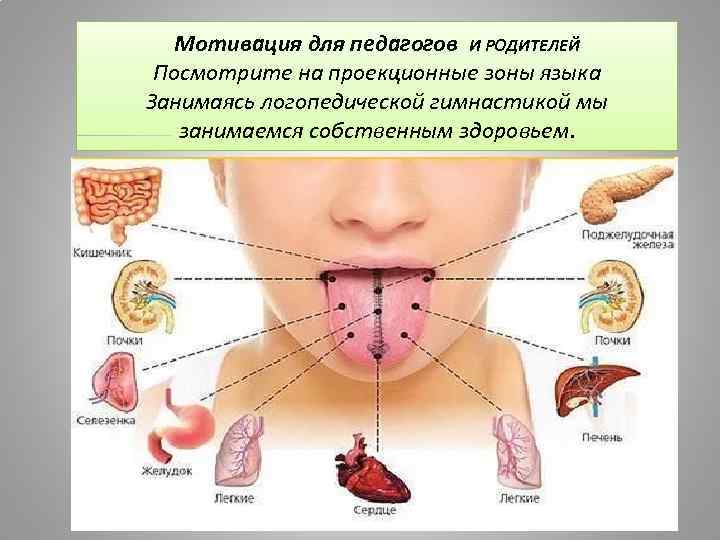 Мотивация для педагогов И РОДИТЕЛЕЙ Посмотрите на проекционные зоны языка Занимаясь логопедической гимнастикой мы