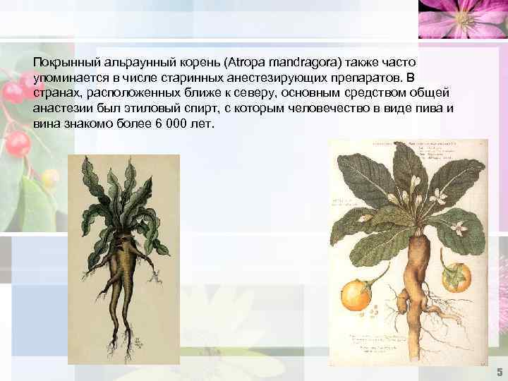 Пиво мандрагора. Мандрагора лекарственная корень. Мандрагора растение корень. Покрынный альраунный корень. Растение похожее на корень Мандрагоры.