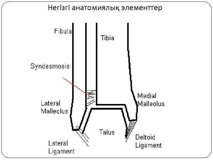 Негізгі анатомиялық элементтер 