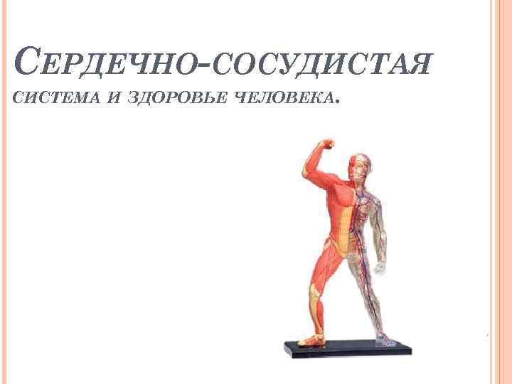 СЕРДЕЧНО-СОСУДИСТАЯ СИСТЕМА И ЗДОРОВЬЕ ЧЕЛОВЕКА. 