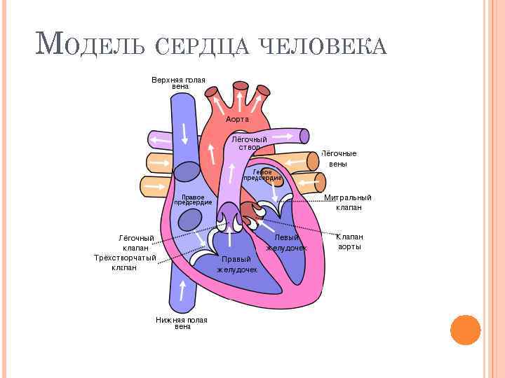 МОДЕЛЬ СЕРДЦА ЧЕЛОВЕКА 