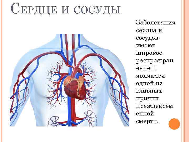 СЕРДЦЕ И СОСУДЫ Заболевания сердца и сосудов имеют широкое распростран ение и являются одной