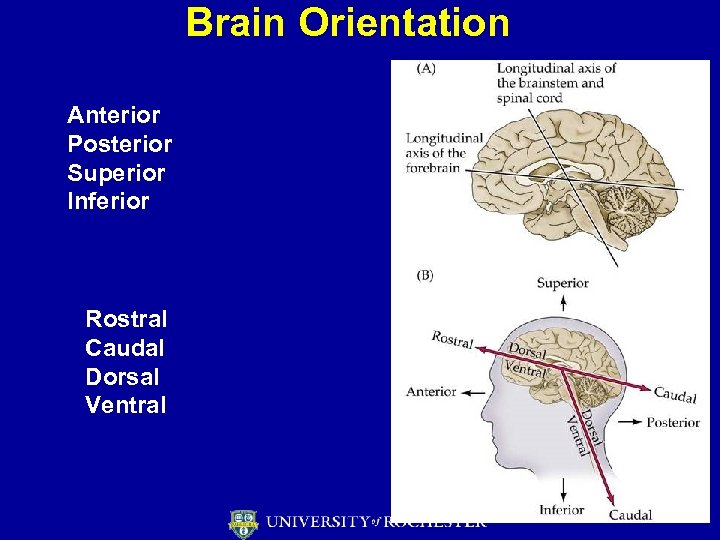 Brain Orientation Anterior Posterior Superior Inferior Rostral Caudal Dorsal Ventral 