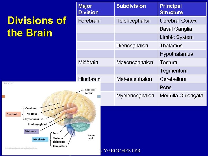 Divisions of the Brain Major Division Subdivision Principal Structure Forebrain Telencephalon Cerebral Cortex Basal