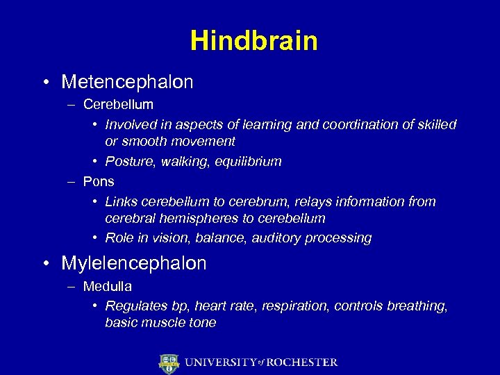Hindbrain • Metencephalon – Cerebellum • Involved in aspects of learning and coordination of