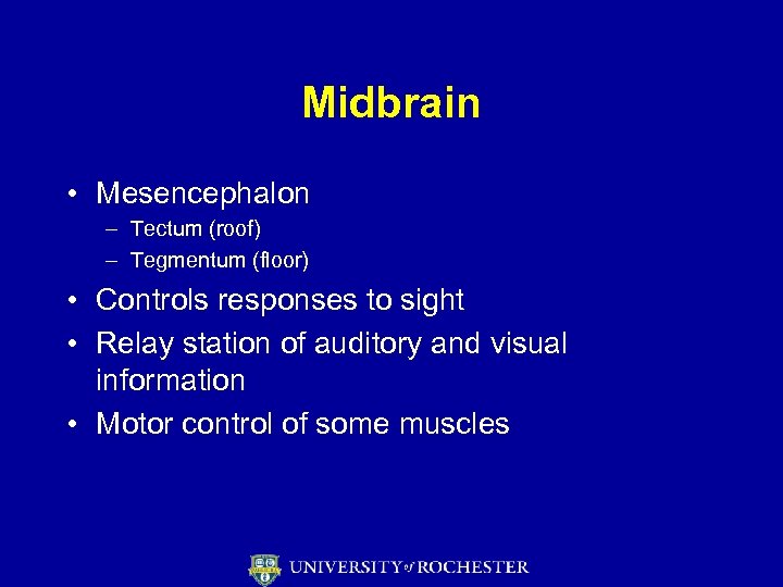 Midbrain • Mesencephalon – Tectum (roof) – Tegmentum (floor) • Controls responses to sight