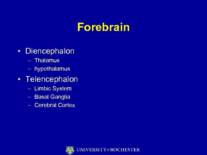 Forebrain • Diencephalon – Thalamus – hypothalamus • Telencephalon – Limbic System – Basal