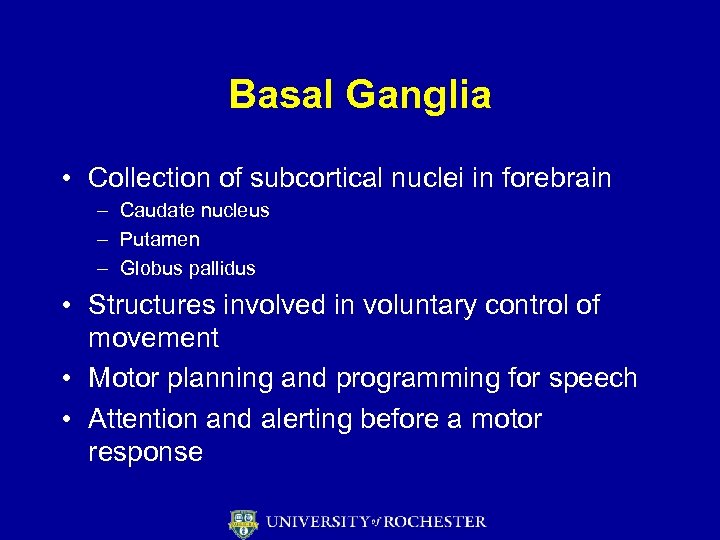 Basal Ganglia • Collection of subcortical nuclei in forebrain – Caudate nucleus – Putamen