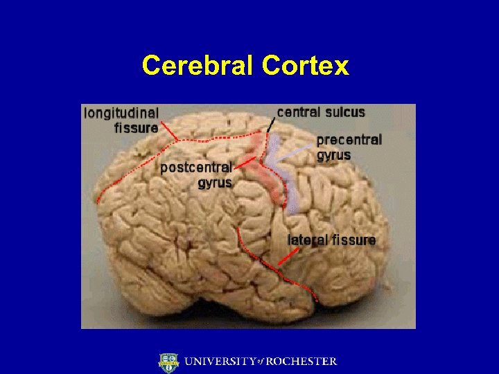 Cerebral Cortex 