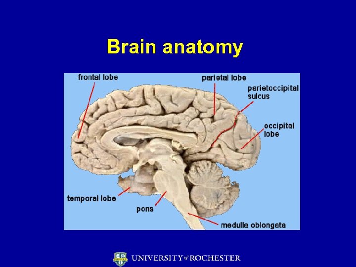 Brain anatomy 