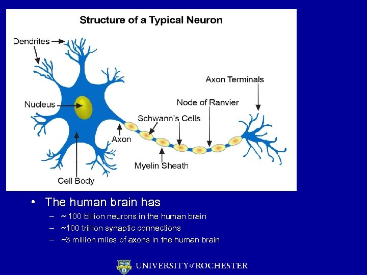  • The human brain has – ~ 100 billion neurons in the human