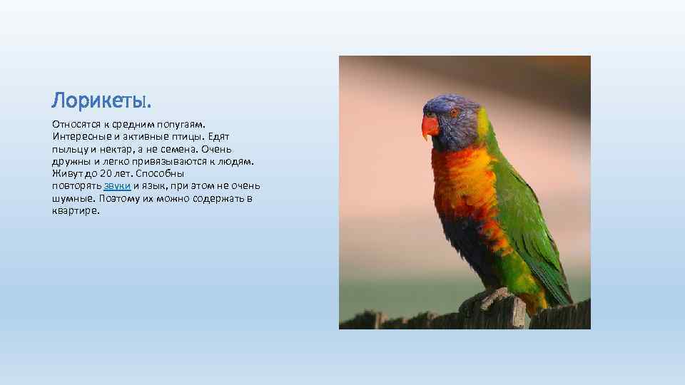 Лорикеты. Относятся к средним попугаям. Интересные и активные птицы. Едят пыльцу и нектар, а
