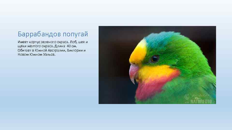Баррабандов попугай Имеет корпус зеленого окраса. Лоб, шея и щеки желтого окраса. Длина 40