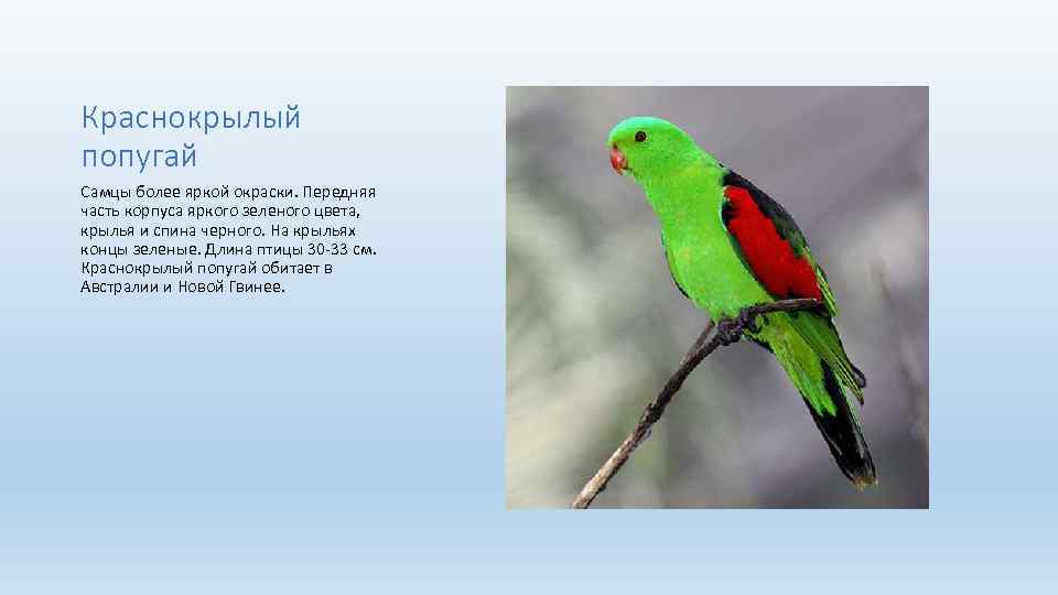 Краснокрылый попугай Самцы более яркой окраски. Передняя часть корпуса яркого зеленого цвета, крылья и