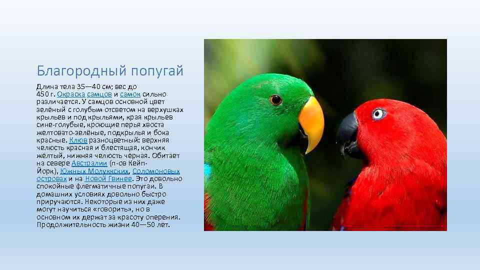 Благородный попугай Длина тела 35— 40 см; вес до 450 г. Окраска самцов и