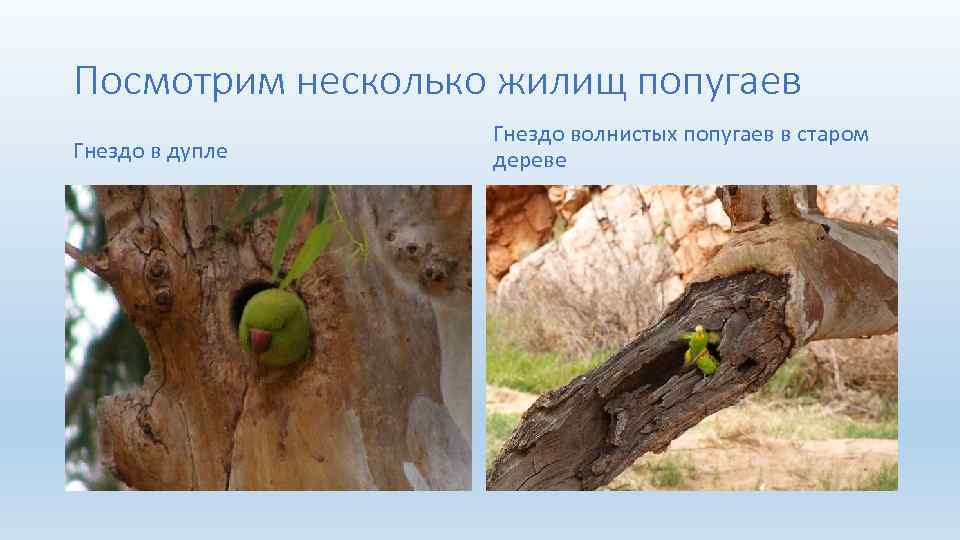 Посмотрим несколько жилищ попугаев Гнездо в дупле Гнездо волнистых попугаев в старом дереве 
