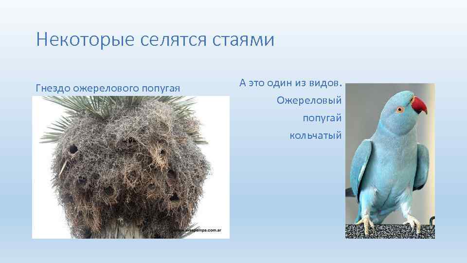 Некоторые селятся стаями Гнездо ожерелового попугая А это один из видов. Ожереловый попугай кольчатый
