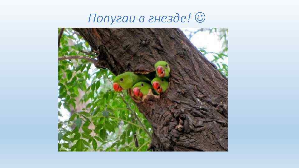  Попугаи в гнезде! 
