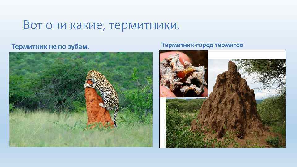 Вот они какие, термитники. Термитник не по зубам. Термитник-город термитов 