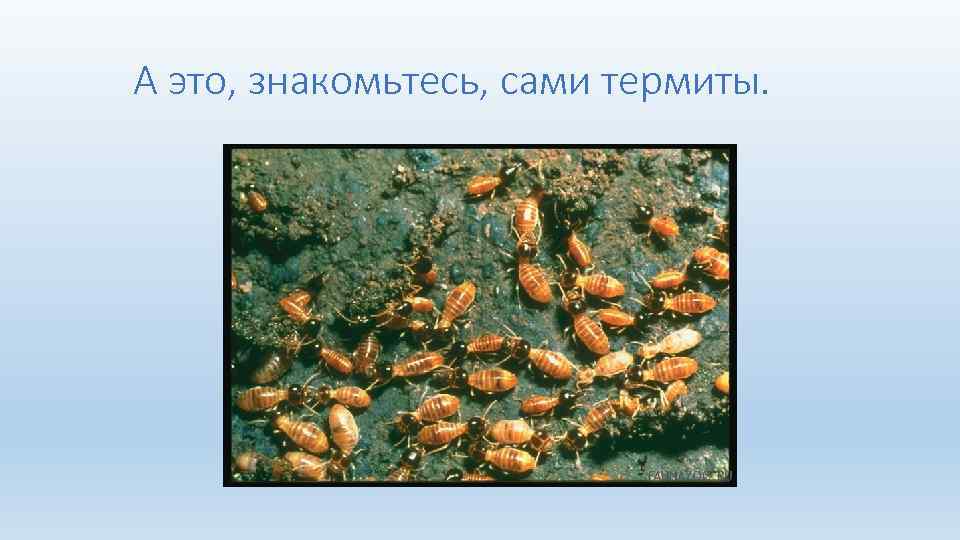  А это, знакомьтесь, сами термиты. 