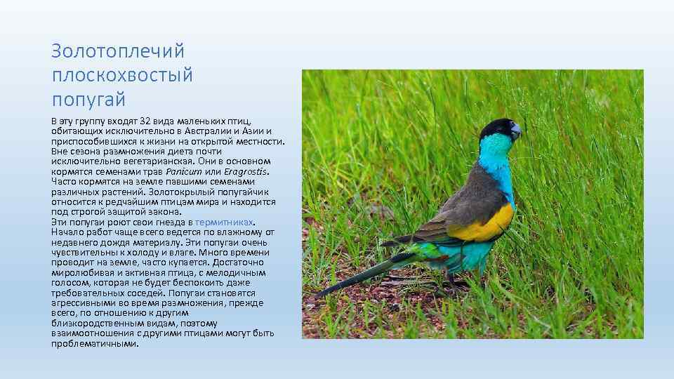 Золотоплечий плоскохвостый попугай В эту группу входят 32 вида маленьких птиц, обитающих исключительно в