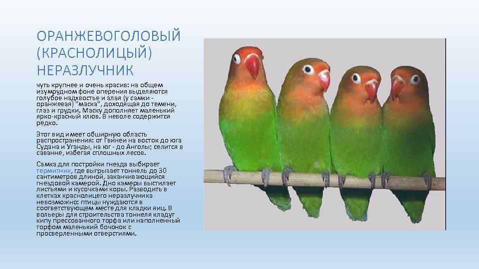 ОРАНЖЕВОГОЛОВЫЙ (КРАСНОЛИЦЫЙ) НЕРАЗЛУЧНИК чуть крупнее и очень красив: на общем изумрудном фоне оперения выделяются