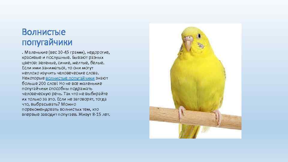 Волнистые попугайчики. Маленькие (вес 30 -45 грамм), недорогие, красивые и послушные. Бывают разных цветов: