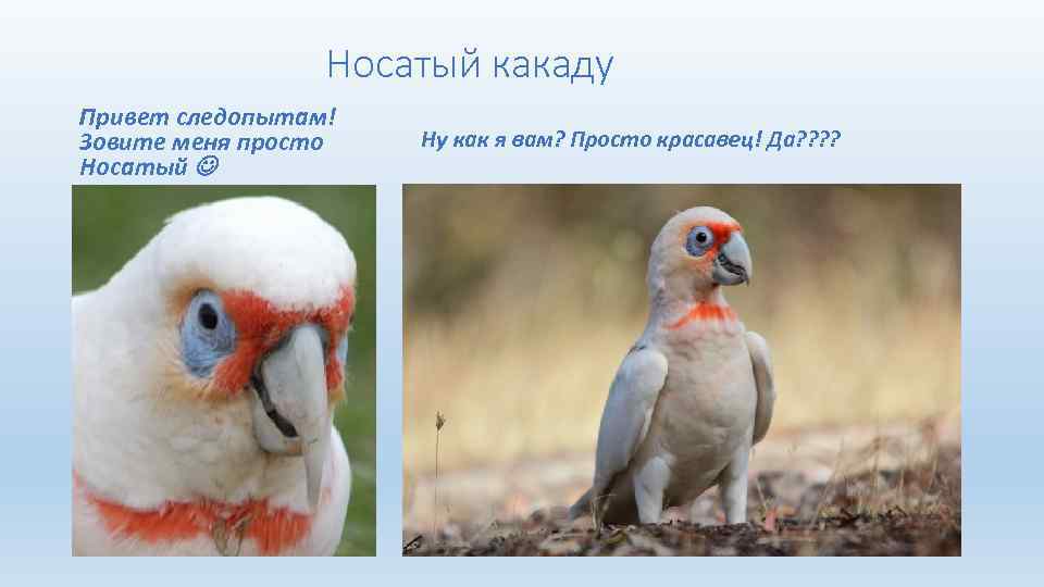  Носатый какаду Привет следопытам! Зовите меня просто Носатый Ну как я вам? Просто
