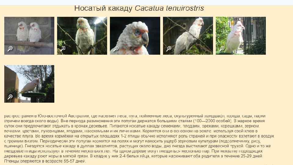  Носатый какаду. 