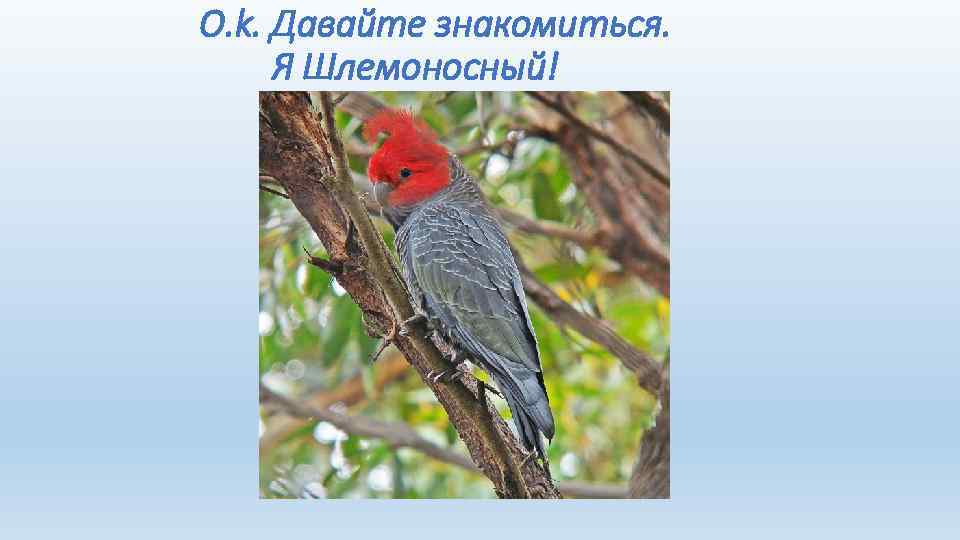 O. k. Давайте знакомиться. Я Шлемоносный! 