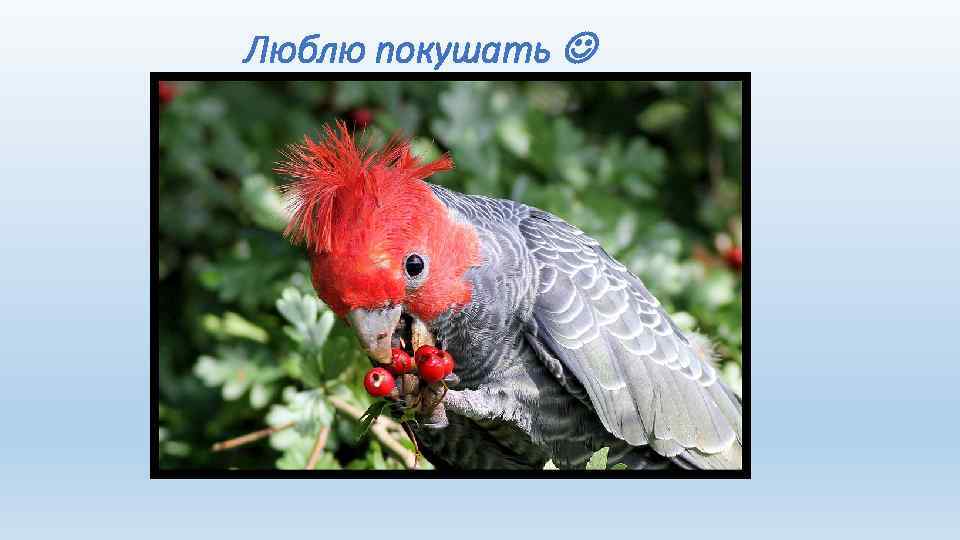  Люблю покушать 