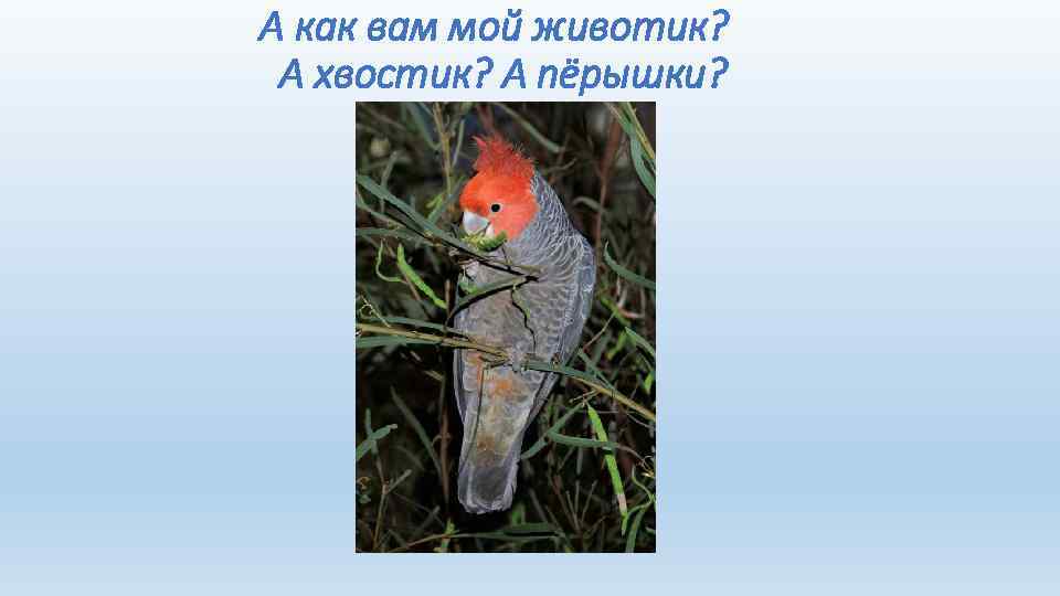  А как вам мой животик? А хвостик? А пёрышки? 