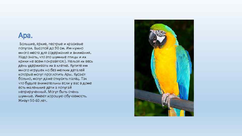 Ара. Большие, яркие, пестрые и красивые попугаи. Высотой до 90 см. Им нужно много