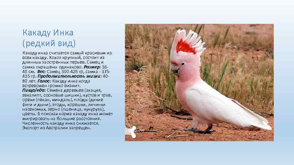 Какаду Инка (редкий вид) Какаду инка считается самый красивым из всех какаду. Хохол крупный,