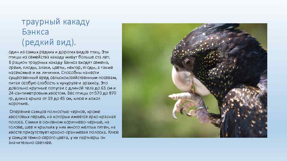 траурный какаду Бэнкса (редкий вид). один из самых редких и дорогих видов птиц. Эти