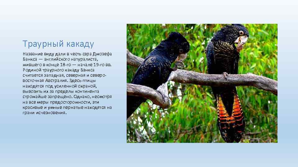 Траурный какаду Название виду дали в честь сэра Джозефа Банкса — английского натуралиста, жившего