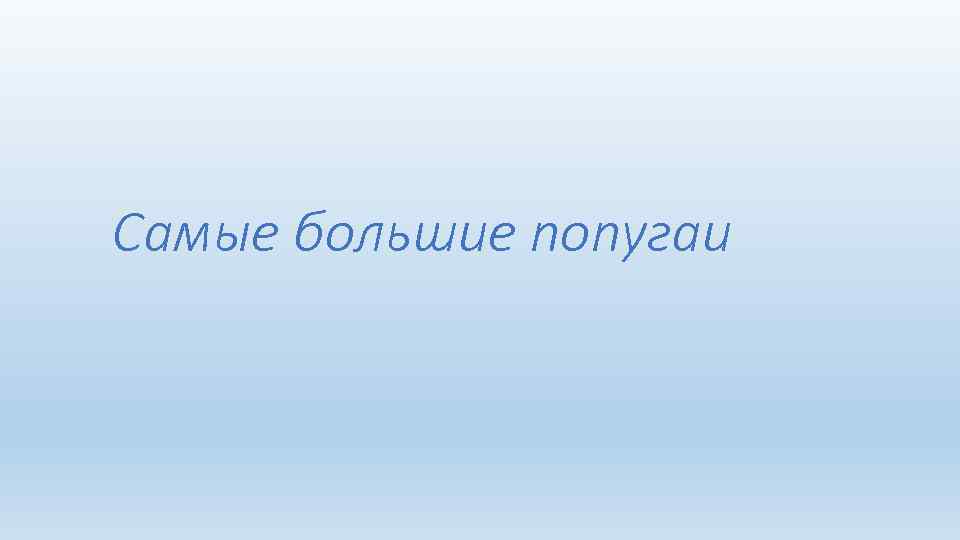 Самые большие попугаи 