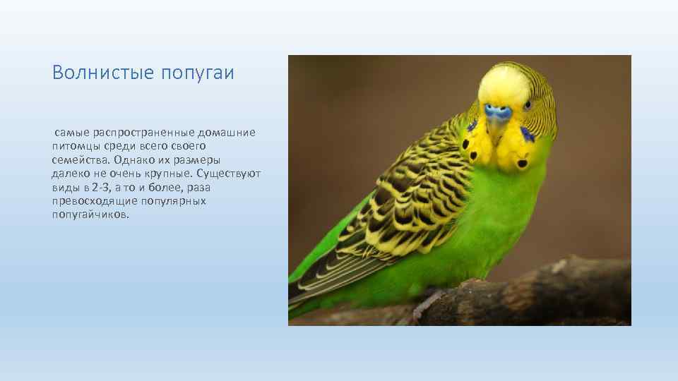 Волнистые попугаи самые распространенные домашние питомцы среди всего своего семейства. Однако их размеры далеко