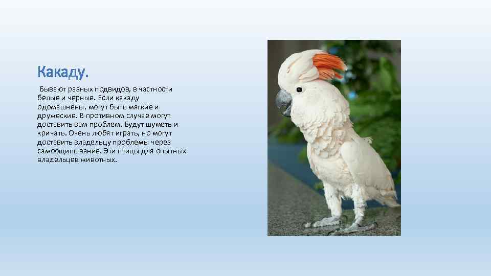 Какаду. Бывают разных подвидов, в частности белые и черные. Если какаду одомашнены, могут быть